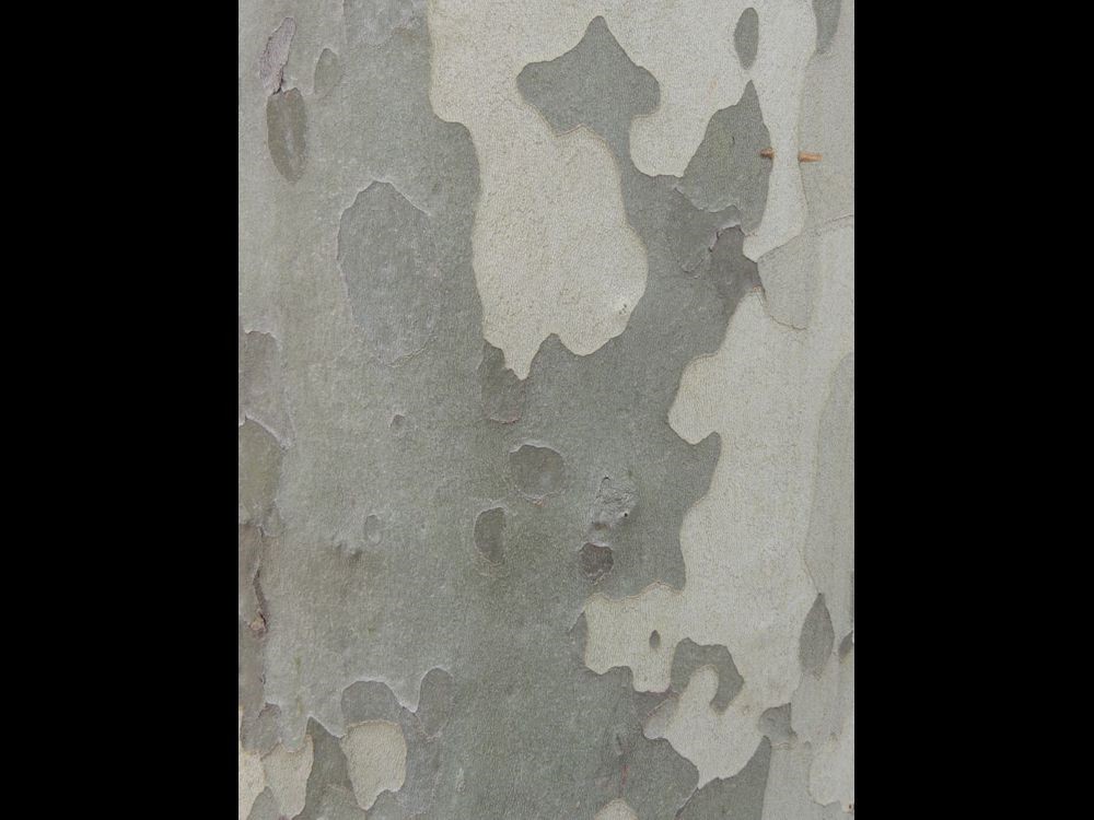 Tree Bark